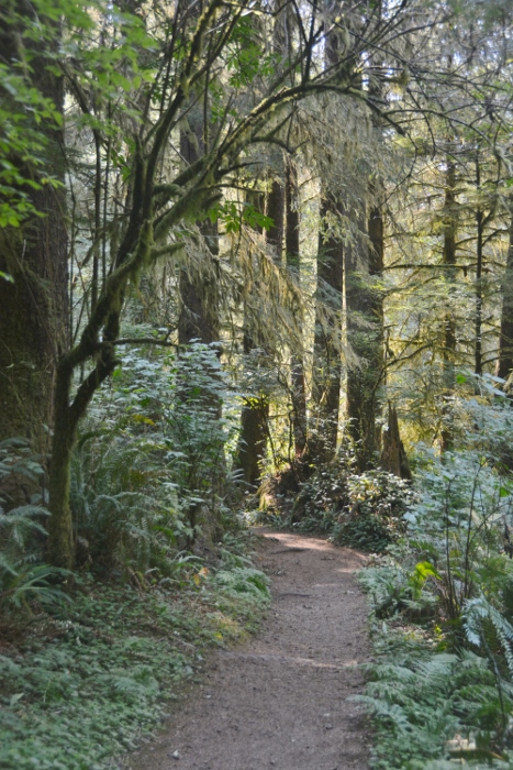 old forest growth on the trail to the giant sitka spruce